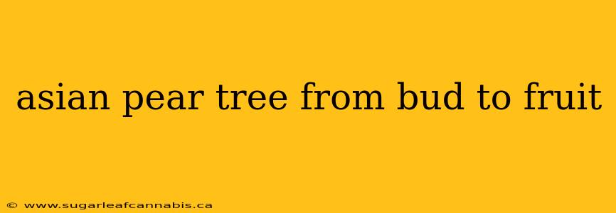 asian pear tree from bud to fruit