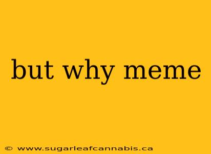 but why meme