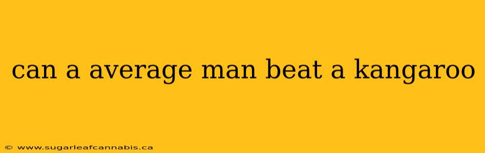 can a average man beat a kangaroo