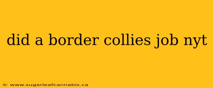 did a border collies job nyt