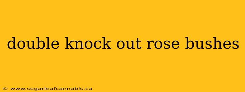 double knock out rose bushes