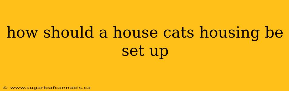 how should a house cats housing be set up
