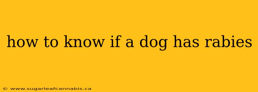 how to know if a dog has rabies
