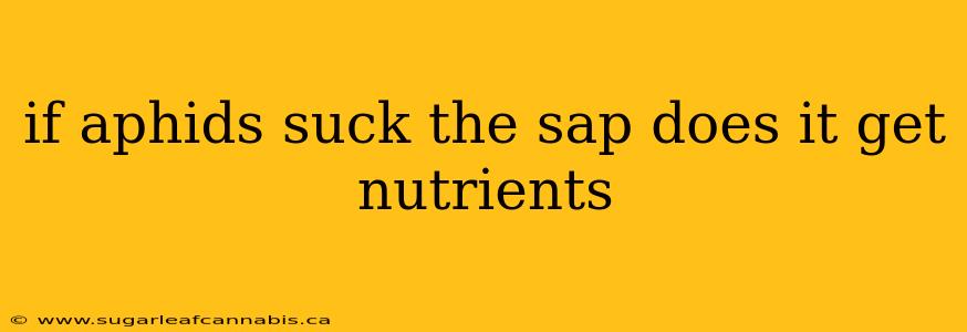 if aphids suck the sap does it get nutrients