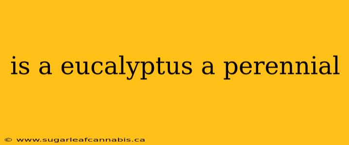 is a eucalyptus a perennial