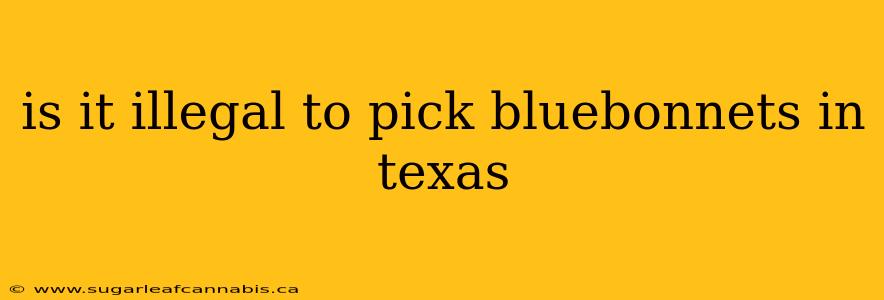 is it illegal to pick bluebonnets in texas