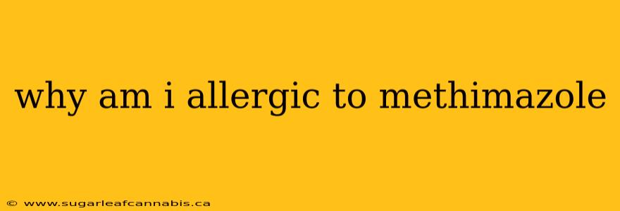 why am i allergic to methimazole