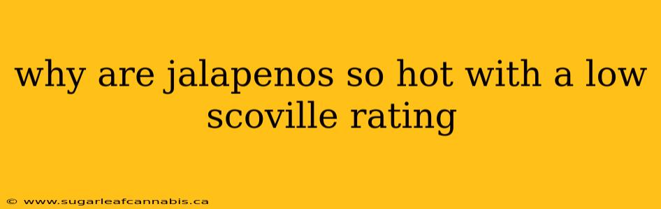 why are jalapenos so hot with a low scoville rating