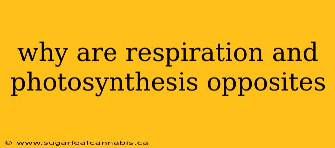 why are respiration and photosynthesis opposites