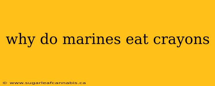 why do marines eat crayons
