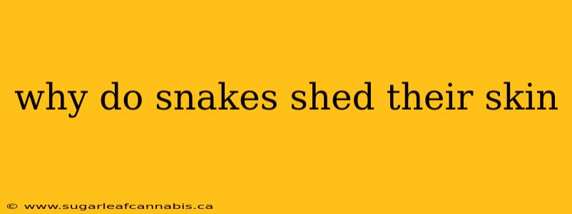 why do snakes shed their skin