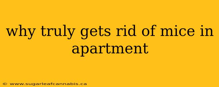 why truly gets rid of mice in apartment